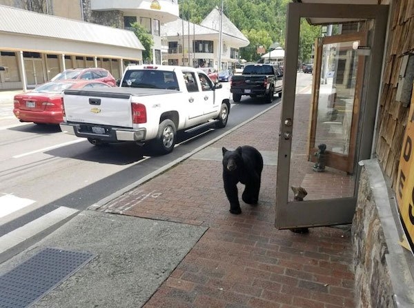 bears_013