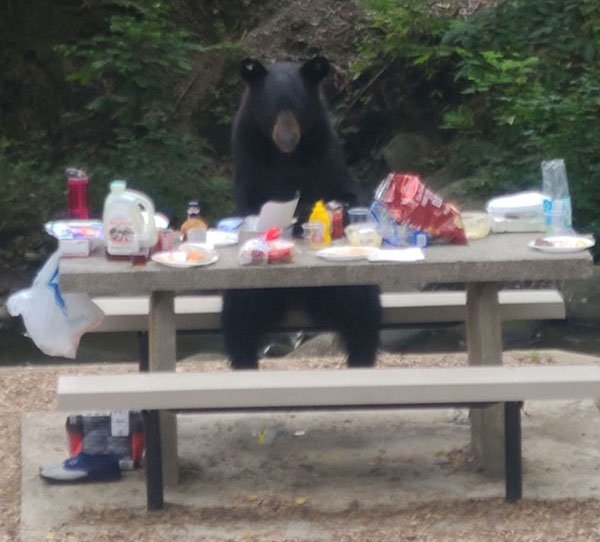 bears_014