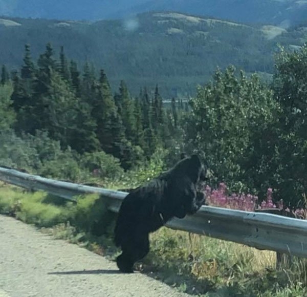 bears_015