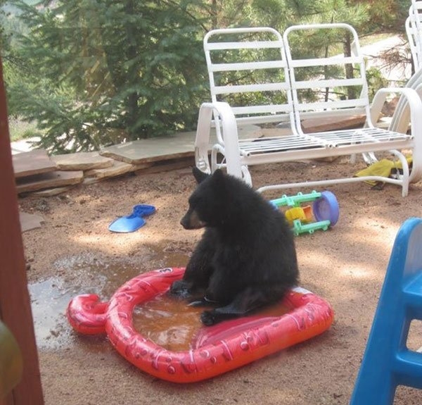 bears_016