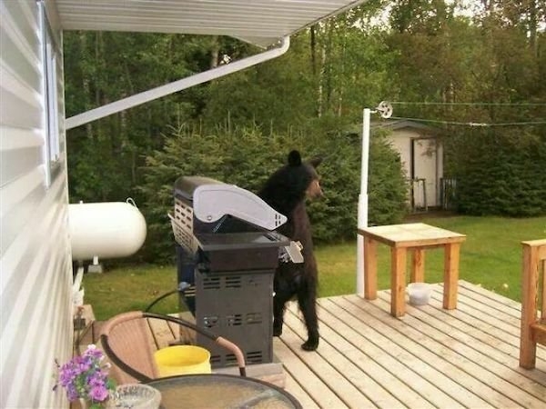 bears_017