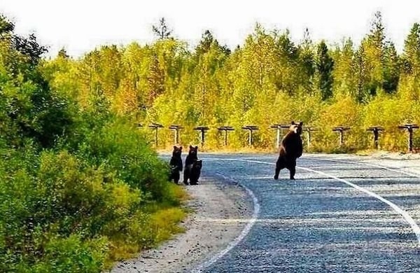 bears_018