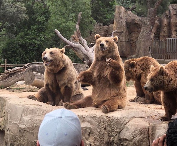 bears_019