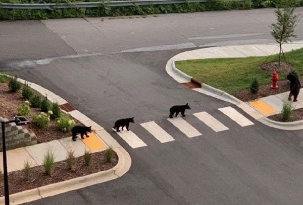 bears_020