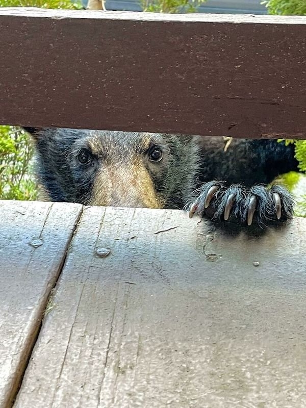 bears_021