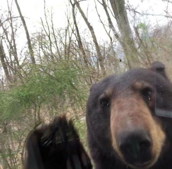 bears_022