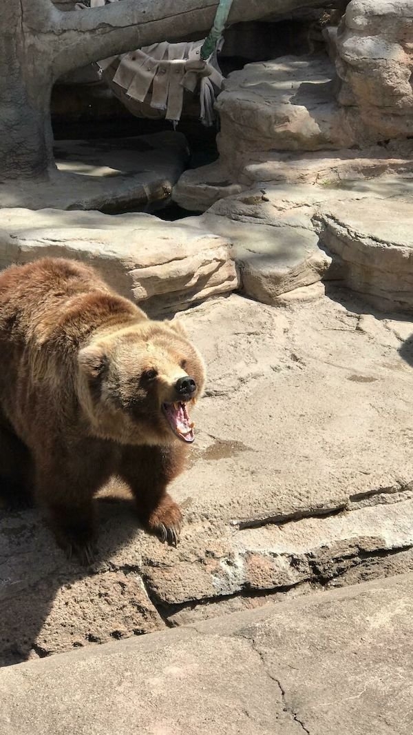 bears_023