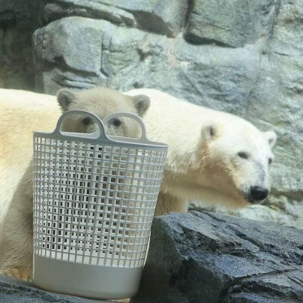 bears_024