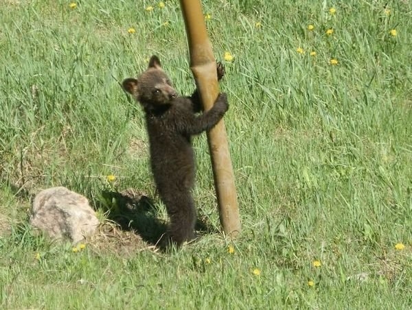 bears_025