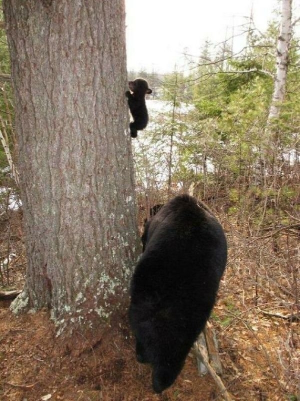 bears_027