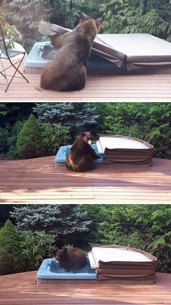 bears_028
