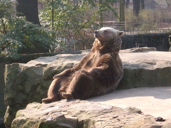 bears_029