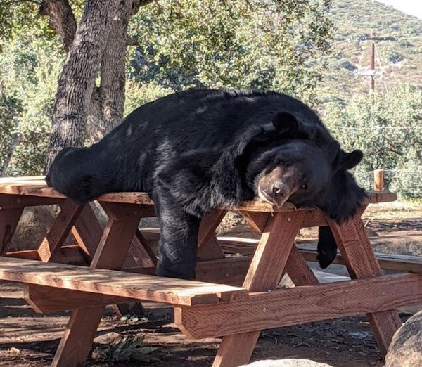 bears_030