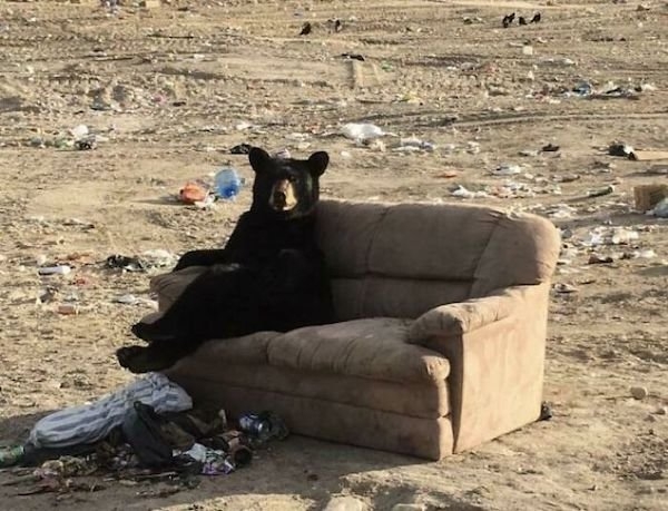 bears_032