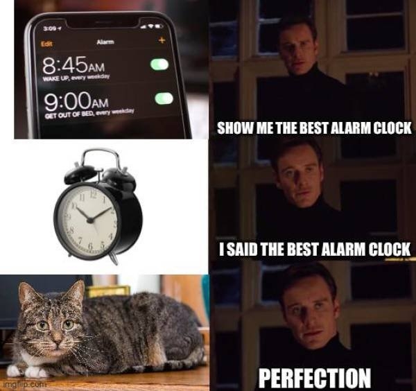 catmemes_029