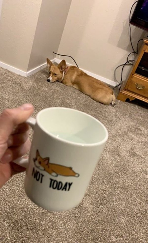corgis_001