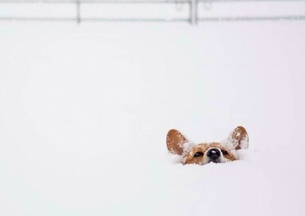 corgis_002