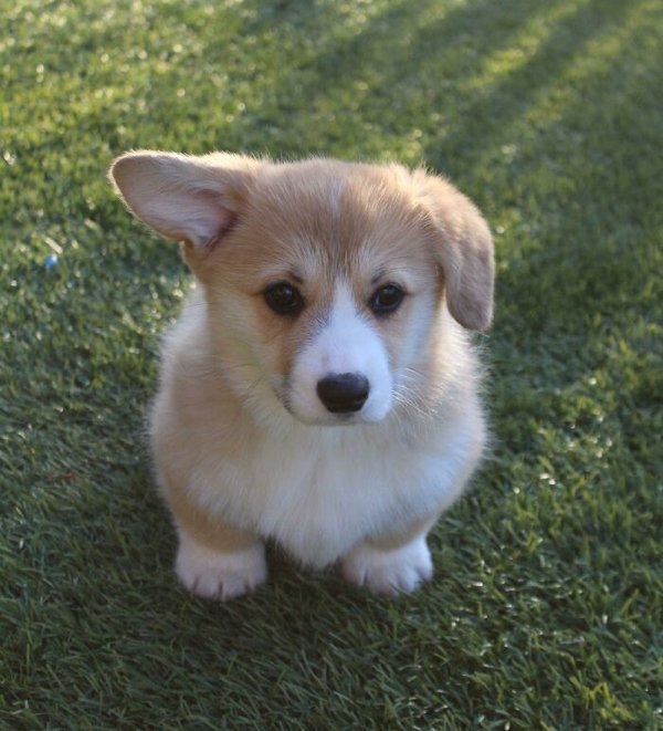 corgis_003
