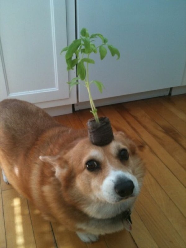 corgis_005