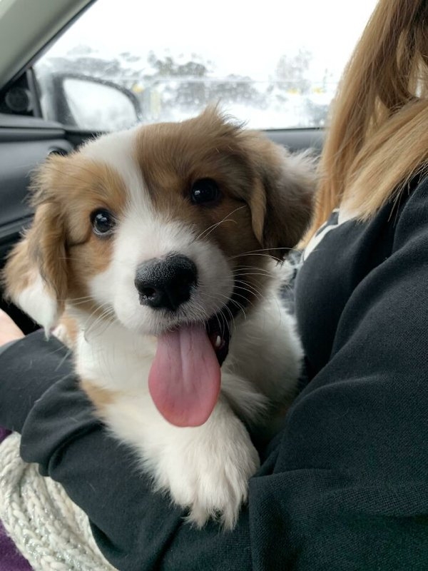 corgis_006