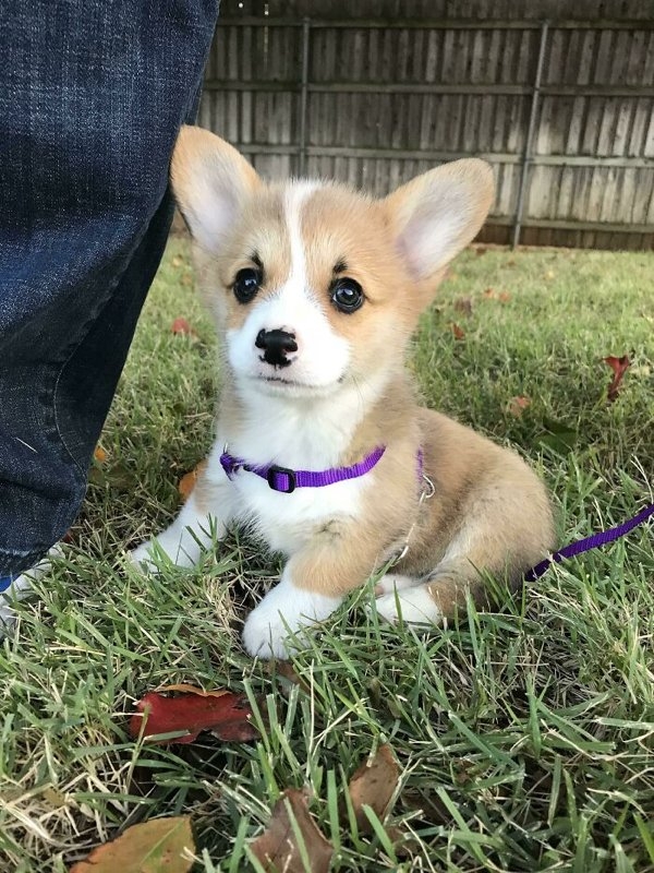 corgis_007