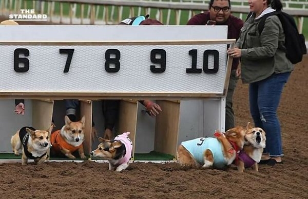 corgis_008