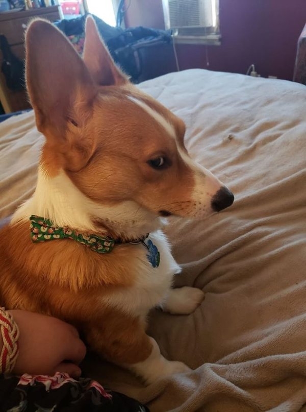 corgis_009