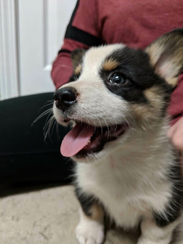 corgis_010
