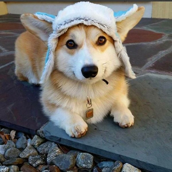 corgis_011