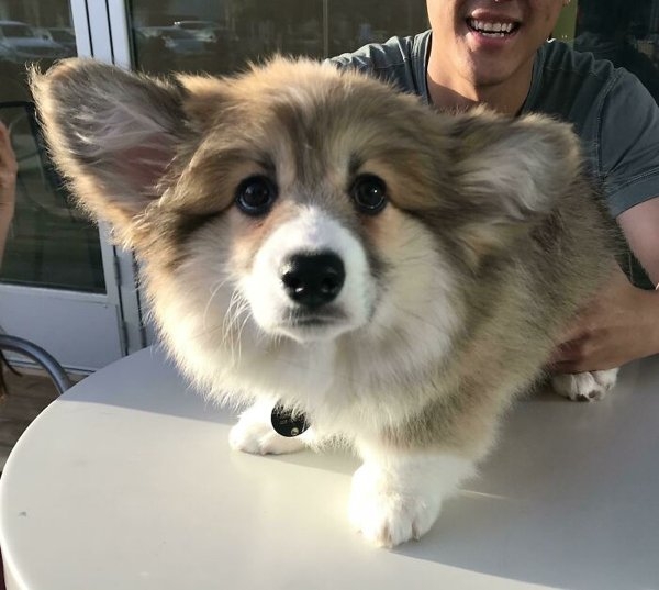 corgis_012