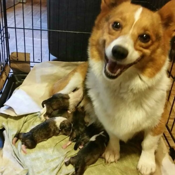 corgis_013