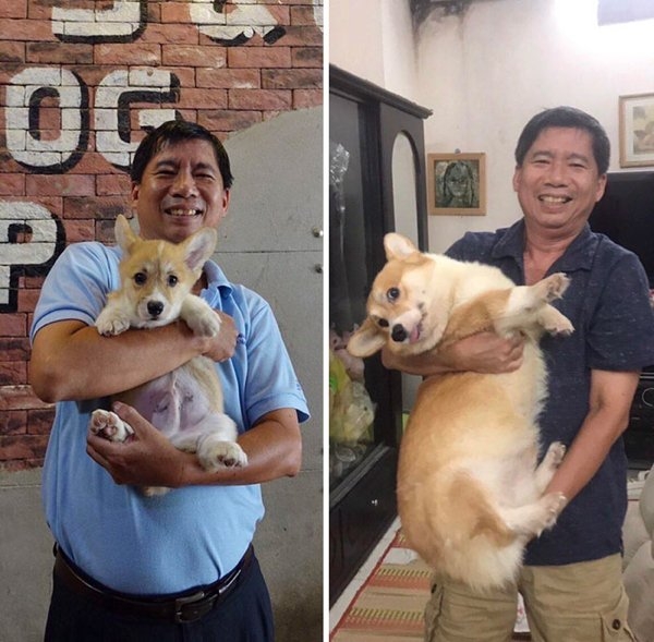 corgis_014