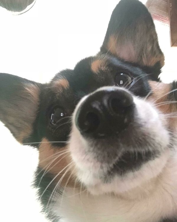 corgis_015
