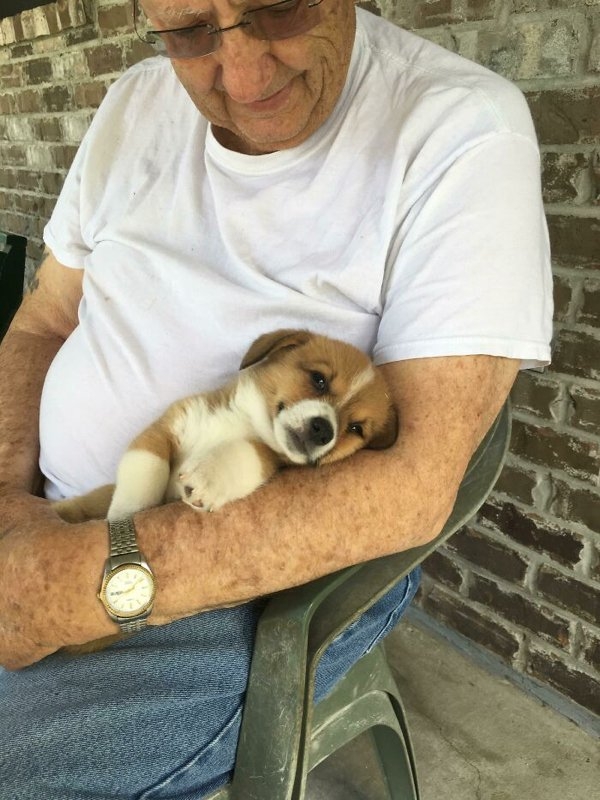 corgis_017