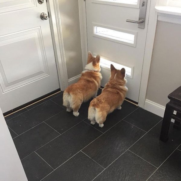 corgis_018