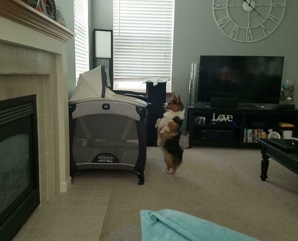 corgis_020