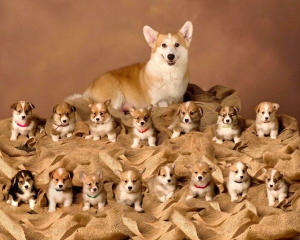 corgis_021