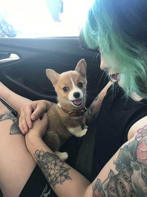 corgis_022