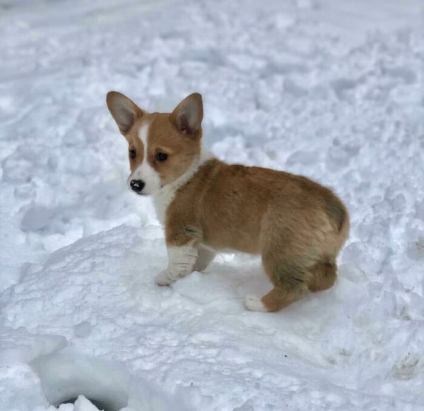 corgis_023