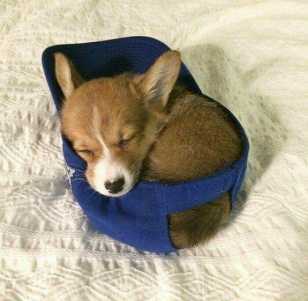 corgis_024