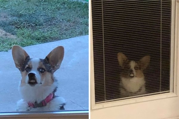 corgis_025