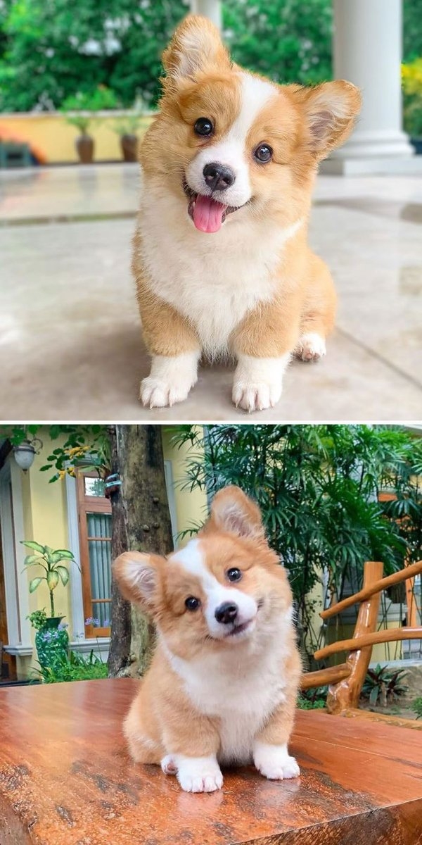 corgis_026