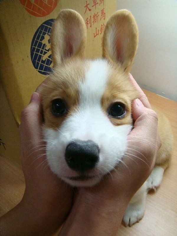 corgis_027