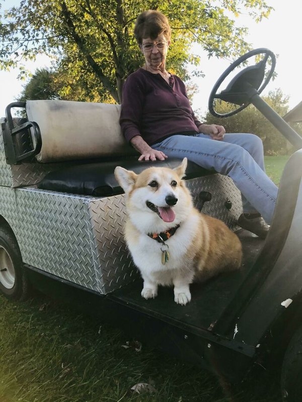 corgis_028