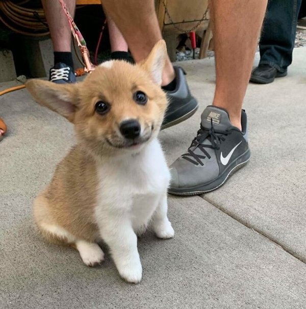 corgis_029