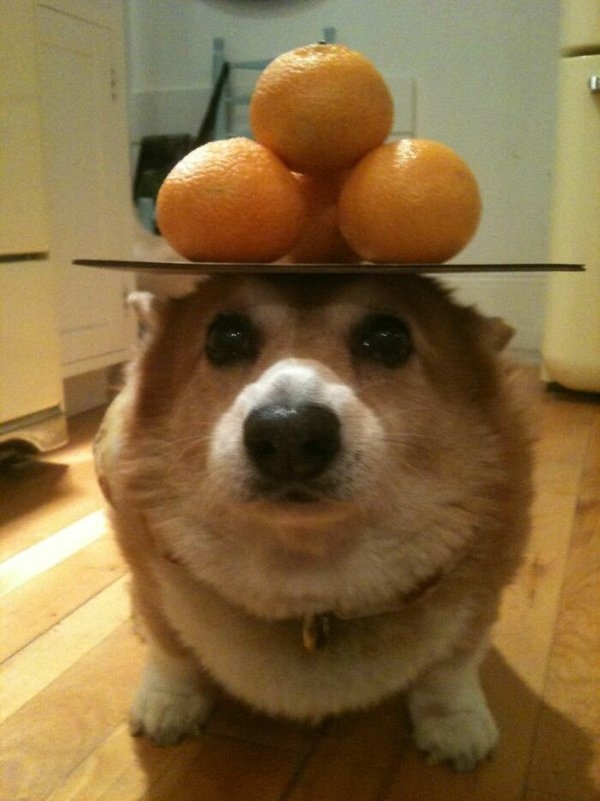 corgis_030
