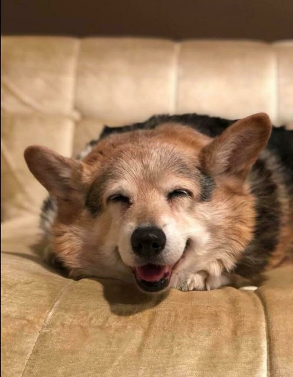 corgis_031