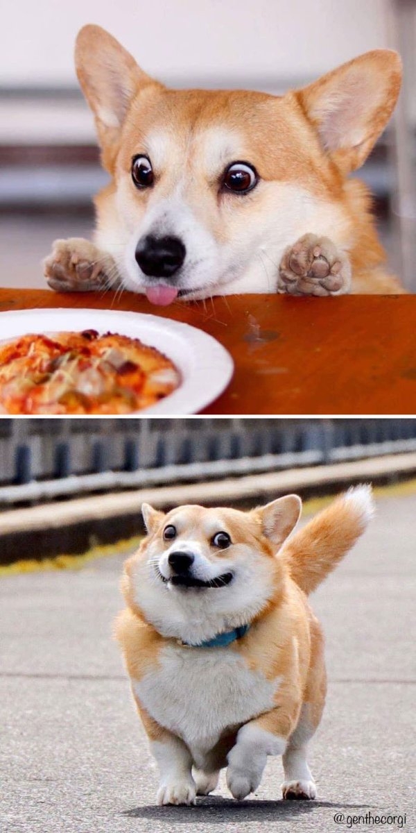 corgis_032