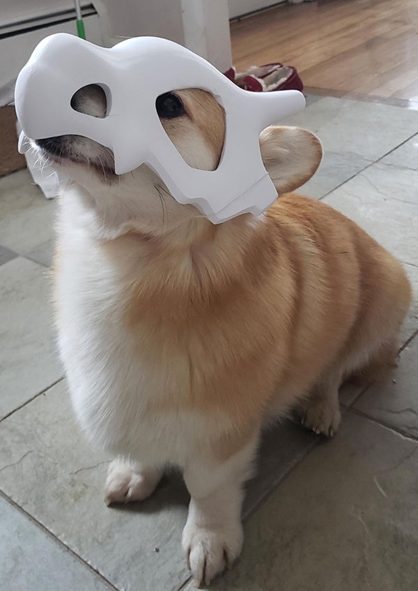 corgis_033