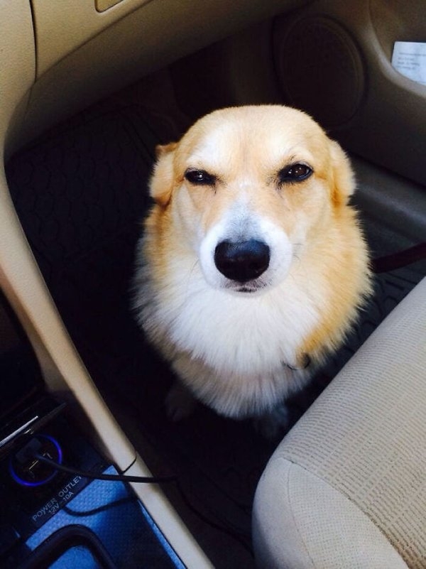 corgis_034